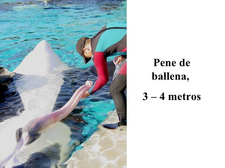 Que según las dimensiones se considera un pequeño miembro