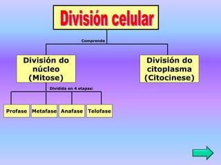 División do
núcleo
(Mitose)
División do
citoplasma
(Citocinese)
Profase Metafase Anafase Telofase
Comprende
Dividida en 4 etapas:
 