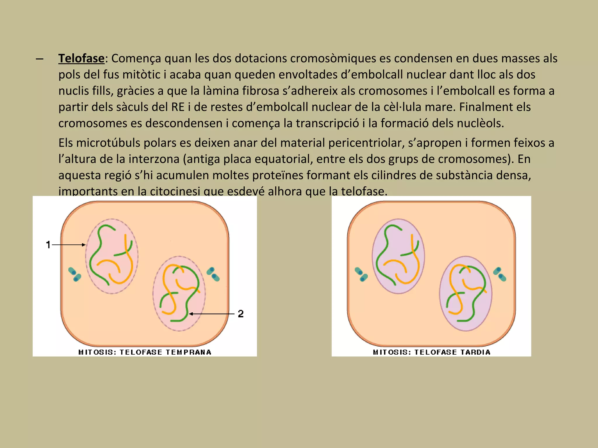 – Telofase: Comença quan les dos dotacions cromosòmiques es condensen en dues masses als
pols del fus mitòtic i acaba quan queden envoltades d’embolcall nuclear dant lloc als dos
nuclis fills, gràcies a que la làmina fibrosa s’adhereix als cromosomes i l’embolcall es forma a
partir dels sàculs del RE i de restes d’embolcall nuclear de la cèl·lula mare. Finalment els
cromosomes es descondensen i comença la transcripció i la formació dels nuclèols.
Els microtúbuls polars es deixen anar del material pericentriolar, s’apropen i formen feixos a
l’altura de la interzona (antiga placa equatorial, entre els dos grups de cromosomes). En
aquesta regió s’hi acumulen moltes proteïnes formant els cilindres de substància densa,
importants en la citocinesi que esdevé alhora que la telofase.
 