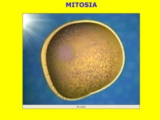 MITOSIA
 