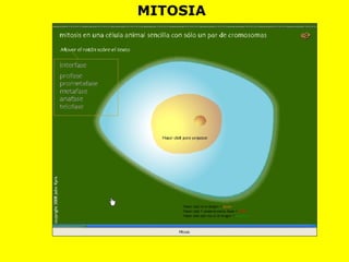 MITOSIA
 