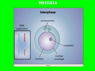 MEIOSIA
 