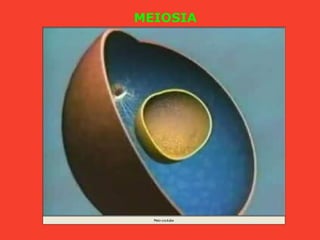 MEIOSIA
 