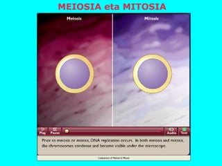 MEIOSIA eta MITOSIA
 