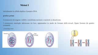 inizialmente la cellula duplica il proprio DNA 
profase prima
Meiosi I
I cromosomi divengono visibili e membrana nucleare e nucleolo si dissolvono. 
I  cromosomi  omologhi  aderiscono  tra  loro,  appaiandosi  in  modo  da  formare  delle tetradi,  figure  formate  da  quattro 
cromatidi.
 crossing over
 