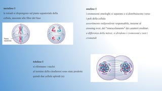 metafase I 
le tetradi si dispongono sul piano equatoriale della 
cellula, ancorate alle fibre del fuso 
anafase I
i cromosomi omologhi si separano e si distribuiscono verso 
i poli della cellula
assortimento indipendente responsabile, insieme al 
crossing over, del "rimescolamento" dei caratteri ereditari. 
a differenza della mitosi, si dividono i cromosomi e non i
cromatidi
telofase I 
si riformano i nuclei 
al termine della citodieresi sono state prodotte 
quindi due cellule aploidi (n)
 