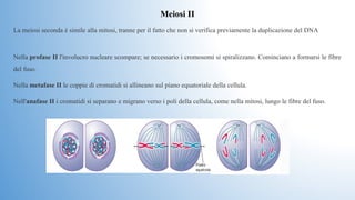 La meiosi seconda è simile alla mitosi, tranne per il fatto che non si verifica previamente la duplicazione del DNA
Meiosi II
Nella profase II l'involucro nucleare scompare; se necessario i cromosomi si spiralizzano. Cominciano a formarsi le fibre 
del fuso. 
Nella metafase II le coppie di cromatidi si allineano sul piano equatoriale della cellula.
Nell'anafase II i cromatidi si separano e migrano verso i poli della cellula, come nella mitosi, lungo le fibre del fuso.
 