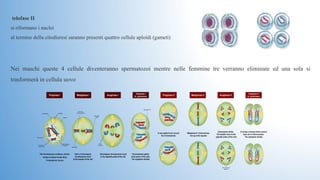  telofase II 
si riformano i nuclei
al termine della citodieresi saranno presenti quattro cellule aploidi (gameti)
Nei  maschi  queste  4  cellule  diventeranno  spermatozoi  mentre  nelle  femmine  tre  verranno  eliminate  ed  una  sola  si 
trasformerà in cellula uovo
 