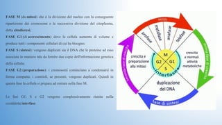 FASE M (da mitosi) che è la divisione del nucleo con la conseguente 
ripartizione  dei  cromosomi  e  la  successiva  divisione  del  citoplasma, 
detta citodieresi;
FASE G1 (di accrescimento)  dove  la  cellula  aumenta  di  volume  e 
produce tutti i componenti cellulari di cui ha bisogno;
FASE S (sintesi): vengono duplicati sia il DNA che le proteine ad esso 
associate in maniera tale da fornire due copie dell'informazione genetica 
della cellula;
FASE G2 (preparazione):  i  cromosomi  cominciano  a  condensarsi  in 
forma  compatta;  i  centrioli,  se  presenti,  vengono  duplicati.  Quindi  in 
questa fase la cellula si prepara ad entrare nella fase M.
 
Le  fasi  G1,  S  e  G2  vengono  complessivamente  riunite  nella 
cosiddetta interfase.
 