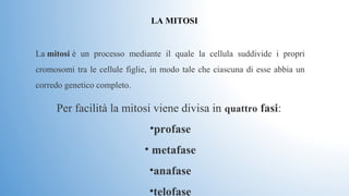La mitosi è  un  processo  mediante  il  quale  la  cellula  suddivide  i  propri 
cromosomi tra le cellule figlie, in modo tale che ciascuna di esse abbia un 
corredo genetico completo.
LA MITOSI
Per facilità la mitosi viene divisa in quattro fasi: 
•profase
• metafase
•anafase
•telofase
 