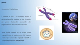 i cromosomi si spiralizzano
i  filamenti  di  DNA,  si  avvolgono  attorno  a 
particolari proteine associate ad esso formando 
dei  grossi  bastoncelli  (cromatidi)  che 
rappresentano le due copie del cromosoma.
Nelle  cellule  animali  ed  in  alcune  cellule 
vegetali (tranne le Angiosperme, cioè le piante 
con fiore) si formano due coppie di centrioli da 
cui prendono forma le fibre del fuso. 
profase
 
