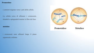 Prometafase
metafase
i centrioli migrano verso i poli della cellula. 
La  cellula  cerca  di  allineare  i  cromosomi, 
tirandoli o spingendoli tramite le fibre del fuso 
i  cromosomi  sono  allineati  lungo  il  piano 
equatoriale cellulare
 