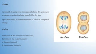 Anafase
i cromatidi di ogni coppia si separano all'altezza del centromero 
e migrano verso i poli cellulari lungo le fibre del fuso
i poli della cellula si allontanano mentre la cellula si allarga e si 
allunga
telofase 
formazione di due nuovi involucri nucleari, 
I cromosomi che si despiralizzano
si formano i nucleoli
Il fuso mitotico si dissolve
 