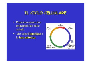 IL CICLO CELLULARE
• Possiamo notare due
principali fasi nelle
cellule
• che sono l'interfase e
la fase mitotica.
 