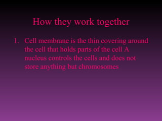 How they work together Cell membrane is the thin covering around the cell that holds parts of the cell A nucleus controls the cells and does not store anything but chromosomes 