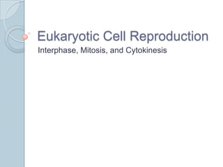 Eukaryotic Cell Reproduction
Interphase, Mitosis, and Cytokinesis
 