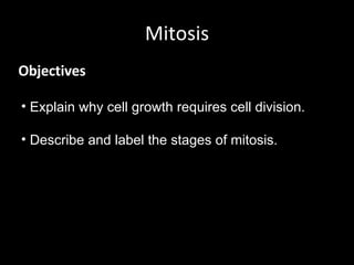 Mitosis ,[object Object],[object Object],[object Object]