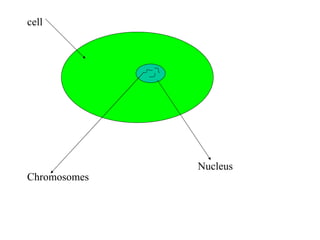 cell Nucleus  Chromosomes  