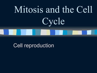 Mitosis and the Cell Cycle Cell reproduction 