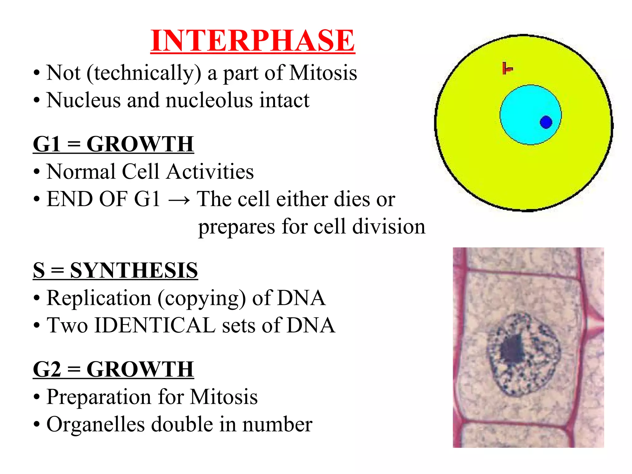 Mitosis | PPT | Biological Sciences | Science