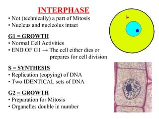 INTERPHASE •  Not (technically) a part of Mitosis •  Nucleus and nucleolus intact G1 = GROWTH •  Normal Cell Activities •  END OF G1  ->  The cell either dies or    prepares for cell division S = SYNTHESIS •  Replication (copying) of DNA •  Two IDENTICAL sets of DNA G2 = GROWTH •  Preparation for Mitosis •  Organelles double in number 