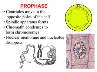 PROPHASE •  Centrioles move to the  opposite poles of the cell •  Spindle apparatus forms •  Chromatin condenses to  form chromosomes •  Nuclear membrane and nucleolus  disappear 