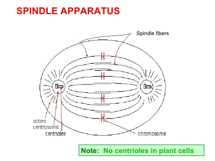 Mitosis