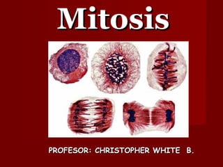 Mitosis PROFESOR: CHRISTOPHER WHITE  B. 