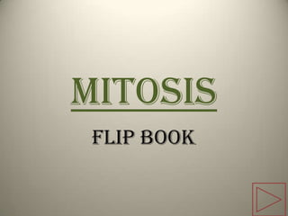Mitosis Flip Book 
