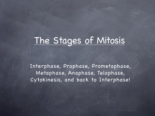 The Stages of Mitosis

Interphase, Prophase, Prometaphase,
  Metaphase, Anaphase, Telophase,
Cytokinesis, and back to Interphase!
 