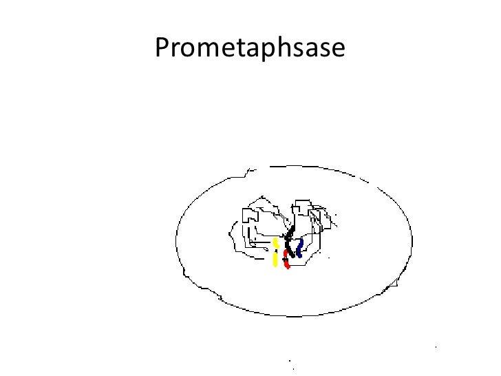 mitosis flip book diagram masters answer key mitosis flip book diagram masters answer key