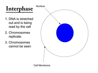 Interphase
1. DNA is stretched
out and is being
read by the cell
2. Chromosomes
replicate.
3. Chromosomes
cannot be seen
Nucleus
Cell Membrane
 
