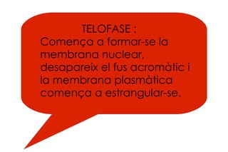 TELOFASE :  Comença a formar-se la membrana nuclear, desapareix el fus acromàtic i la membrana plasmàtica comença a estrangular-se. 