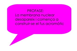 PROFASE: La membrana nuclear desapareix i comença a construir-se el fus acromàtic 