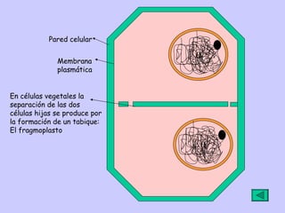 0 0 En células vegetales la  separación de las dos  células hijas se produce por la formación de un tabique: El fragmoplasto Pared celular Membrana plasmática 