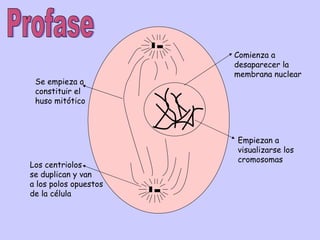 Profase Comienza a  desaparecer la membrana nuclear Empiezan a visualizarse los cromosomas Los centriolos se duplican y van  a los polos opuestos de la célula Se empieza a constituir el huso mitótico 