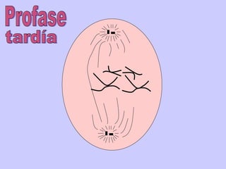 Profase tardía 