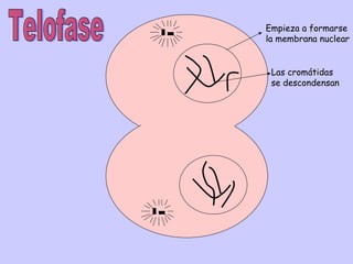 Telofase Empieza a formarse la membrana nuclear Las cromátidas se descondensan 
