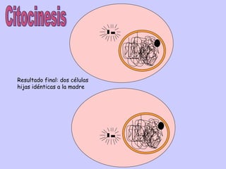 0 0 Citocinesis Resultado final: dos células hijas idénticas a la madre 