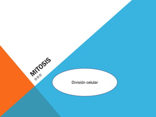 mitosis ddd División celular 