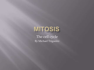 Mitosis The cell cycle By Michael Trigueiro 