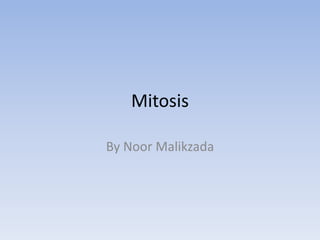Mitosis By Noor Malikzada 