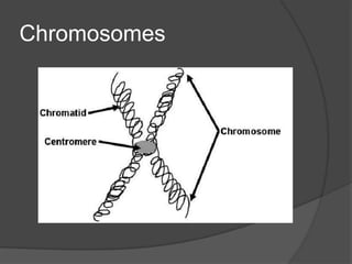 Chromosomes
 
