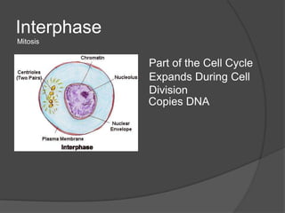 Interphase
Mitosis


             Part of the Cell Cycle
             Expands During Cell
             Division
             Copies DNA
 