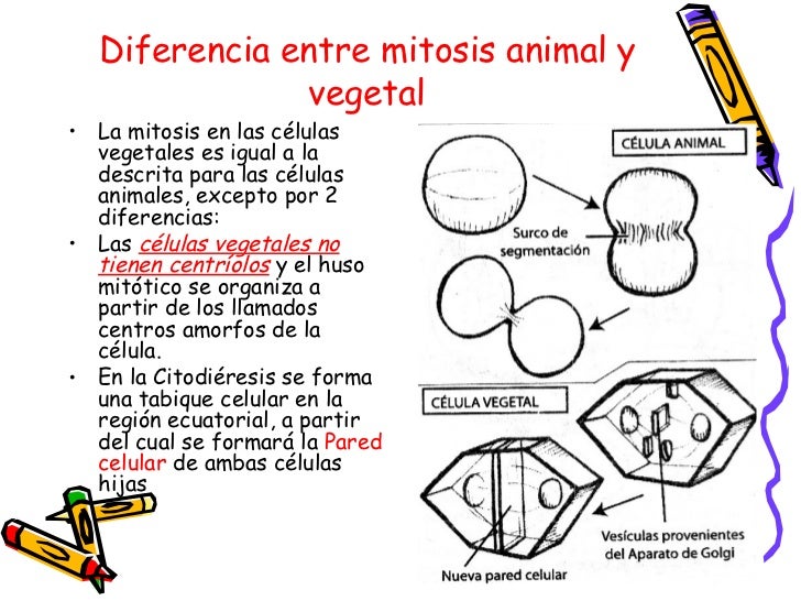 Mitosis Animal Y Vegetal