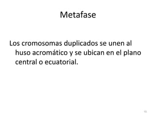 Metafase

Los cromosomas duplicados se unen al
  huso acromático y se ubican en el plano
  central o ecuatorial.




     ...