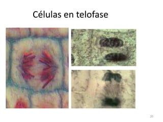 Células en telofase




                      20
 