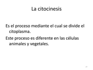 La citocinesis

Es el proceso mediante el cual se divide el
  citoplasma.
Este proceso es diferente en las células
  anima...