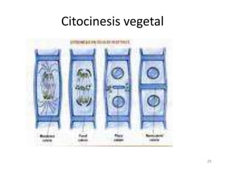 Citocinesis vegetal




                      25
 