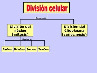 Comprende




    División del                         División del
      núcleo                             Citoplasma
     (mitosis)                          (cariocinesis)
             Dividida en




Profase Metafase Anafase     Telofase
 